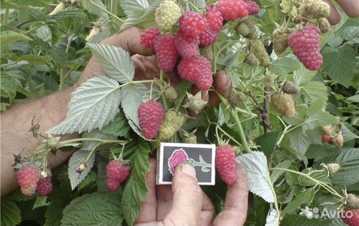 Саженцы малиновое дерево Таруса