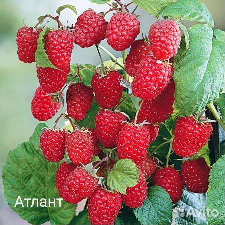 Саженцы малины. Малина