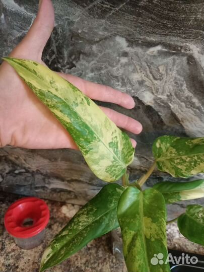 Филодендрон сиам санрайз (доместикум),Адансона вар