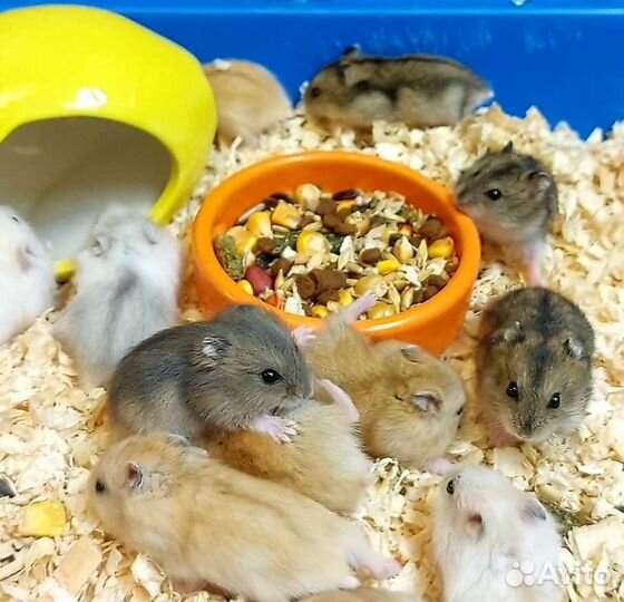 Джунгарский хомяк