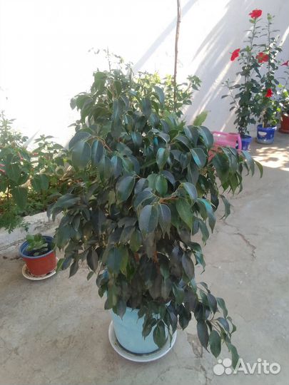 Фикус Бенджамина