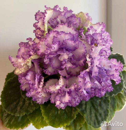 Фиалка детки и пасынки сортовых фиалок