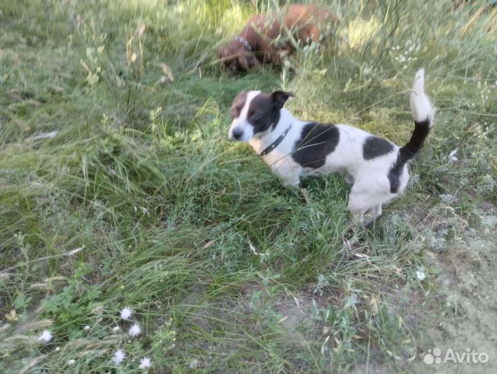 Маленькая собака