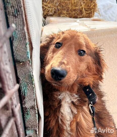 Рыжий огонек в добрые руки