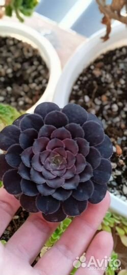 Эониумы,агава