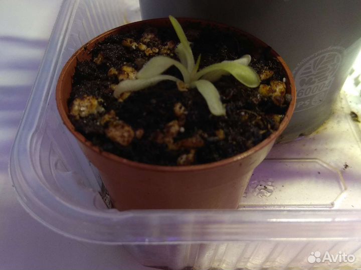 Жирянка. Милый хищник