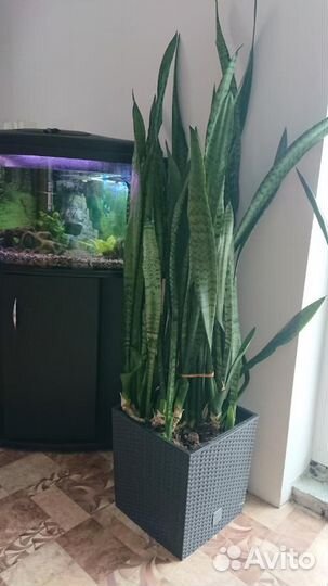 Комнатные домашние растения