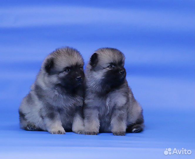 Кеесхонд вольфшпиц