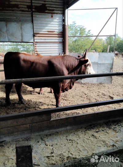 Продажа крс быки