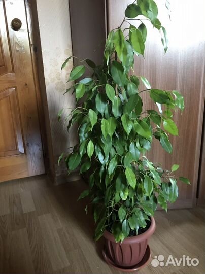 Фикус Бенджамина Реджинальд