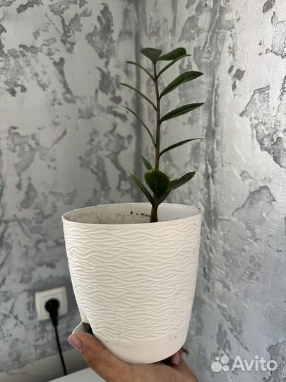 Замиокулькас с горшком