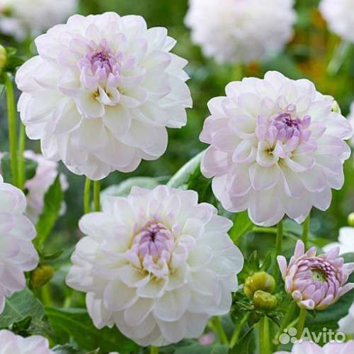 Георгины клубни, мультифлора