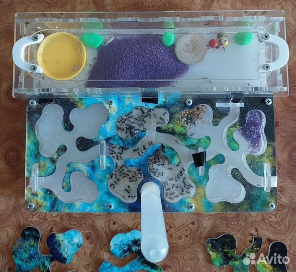 Формикарий с муравьями (муравьиная ферма)