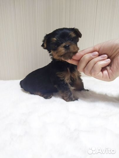 Йорк мальчик