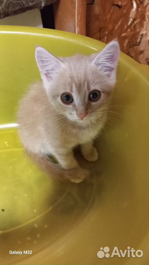 Котята дворянских кровей