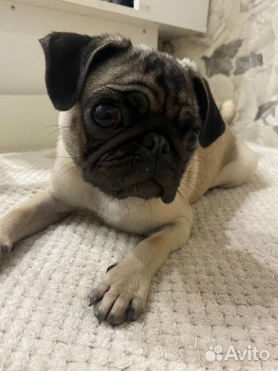 Мопс вязка мальчик