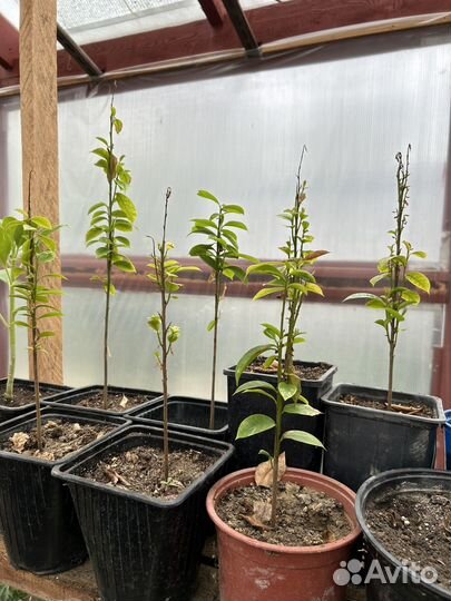 Экзотические плодовые растения