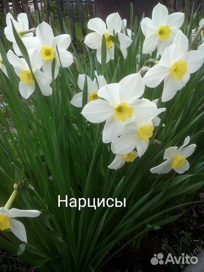 Растения неприхотливые.Возможен обмен