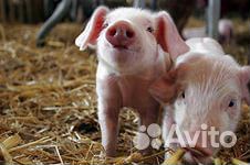 Поросята (русская белая)