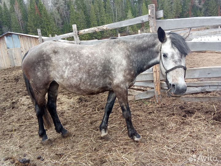 Жеребец и кобыла орловский рысак