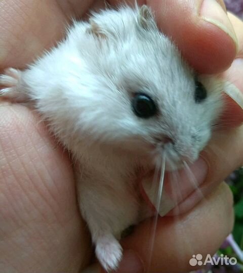 Малышей на подарочки-джунгарики, сирийские