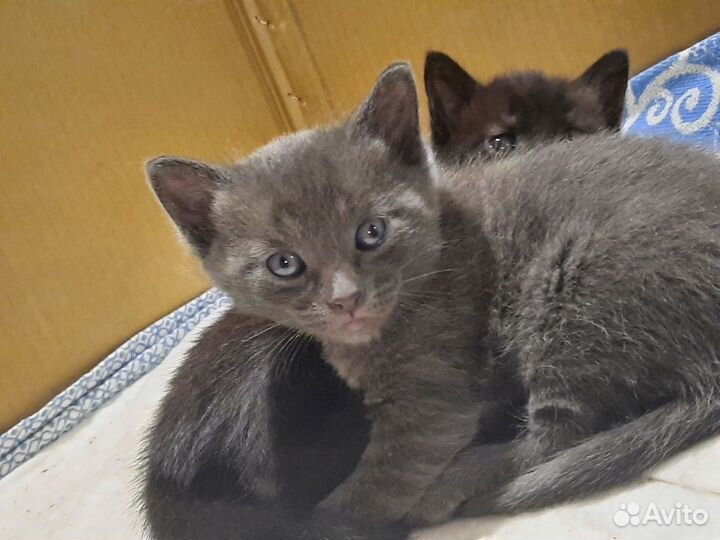 Очаровательные котята ищут добрых хозяев