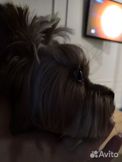 Йорк вязка мальчик