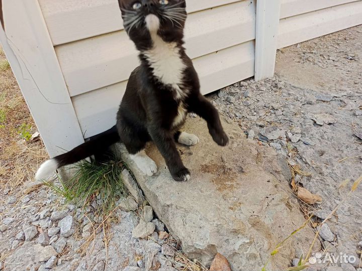 Отдам котенка в добрые руки