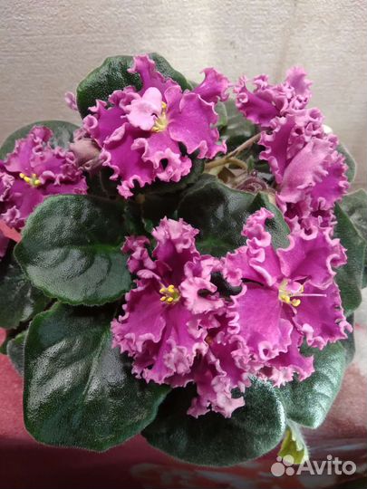 Сортовые фиалки