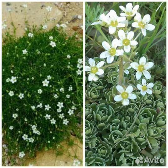 Почвопокровники,примулы,многолетники