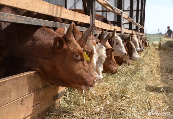 Бычки и телята