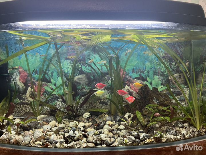 Аквариум