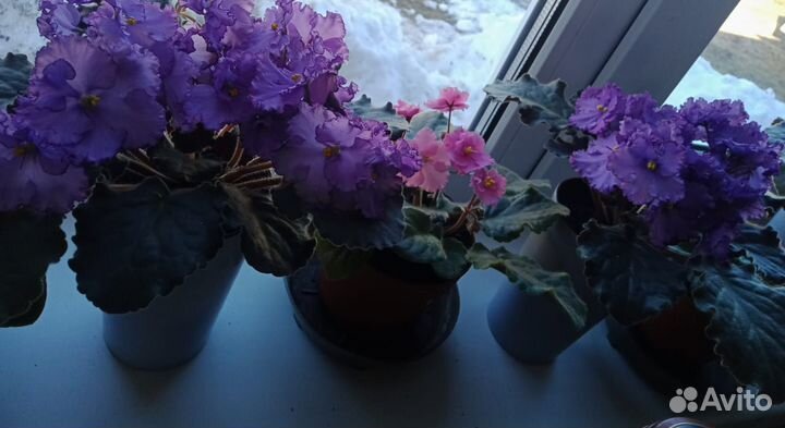 Сортовые фиалки цветущие