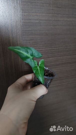 Сингониумы все по 100