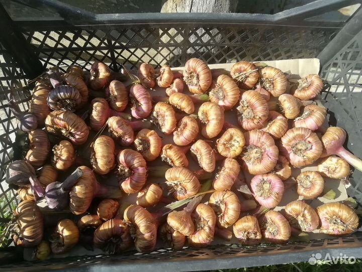 Гладиолусы луковицы