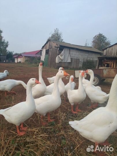 Гусак Линда