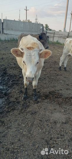 2 телки и 1 первотёлка стельные