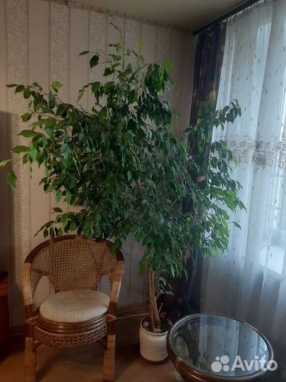 Фикус бенджамина