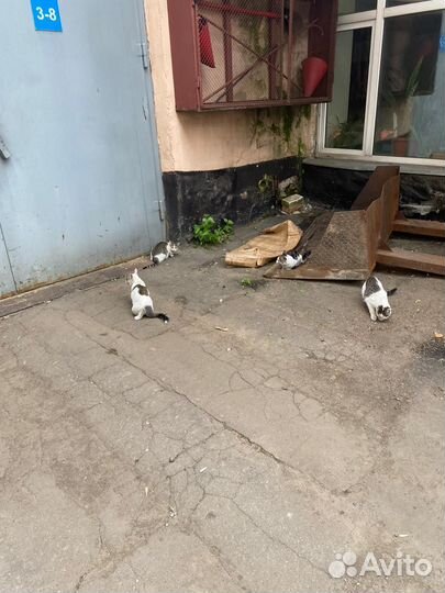 Котята