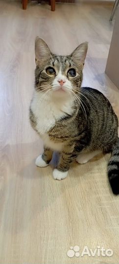 Кошка 10 месяцев