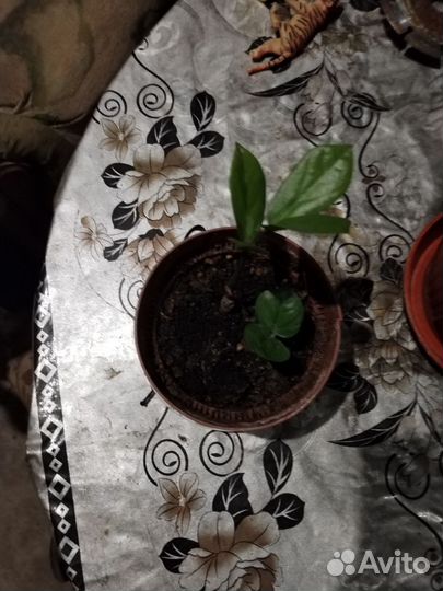 Замиокулькас