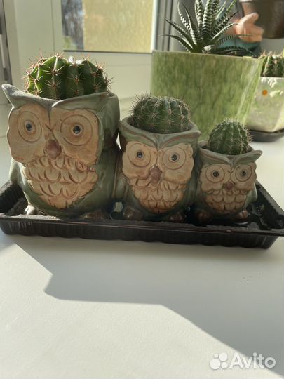 Кашпо с кактусами