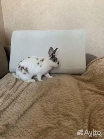 Декоративный кролик