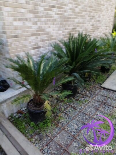 Пальма Большая Цикос (Саговник)