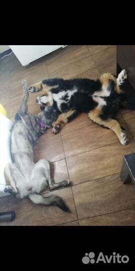 Передержка собак