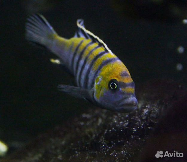 Малавийские цихлиды