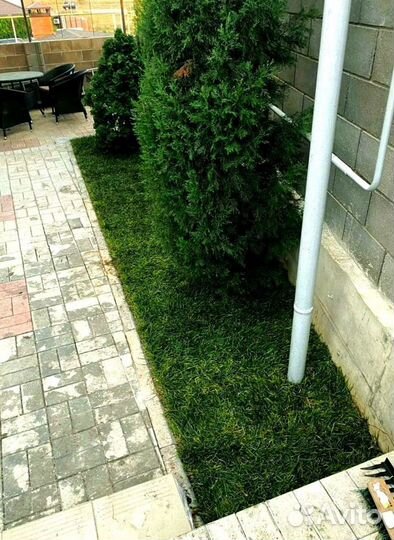 Газон в рулоне