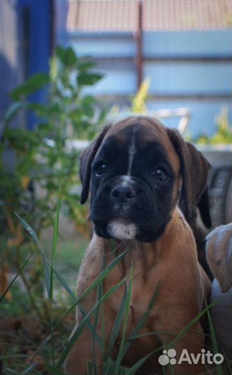 Боксер ражая девочка