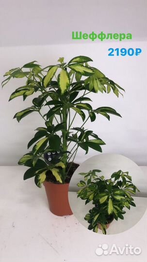 Пальма Ховея