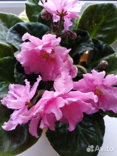 Сортовые фиалки